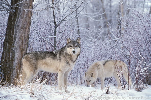 Gray wolves in winter habitat.