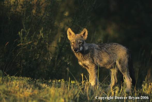 Gray wolf pup in habitat.