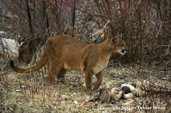 Mountain lion with kill.