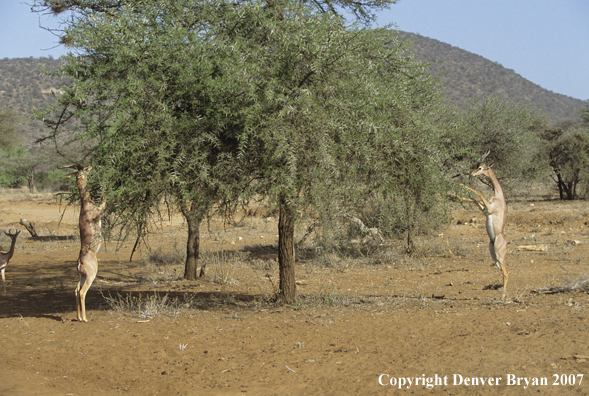 Gerenuk males on hind legs feeding.