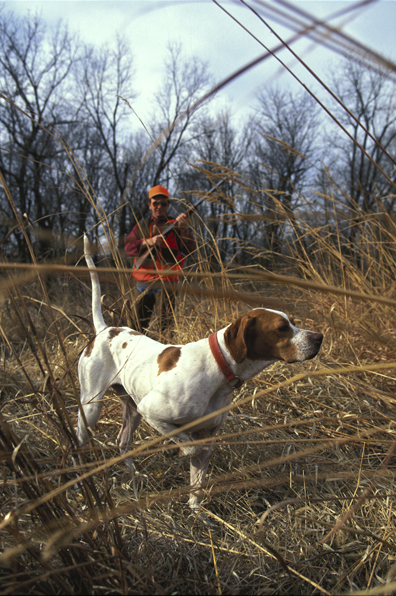 Upland bird hunter moving up on English Pointer.