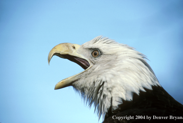 Bald eagle.