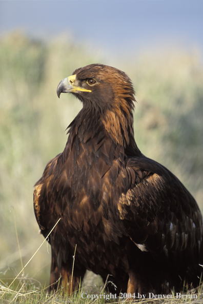 Golden eagle.