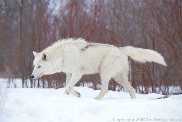 Gray wolf in winter habitat.