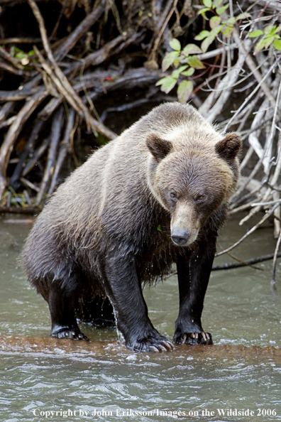 Brown bear in habitat.