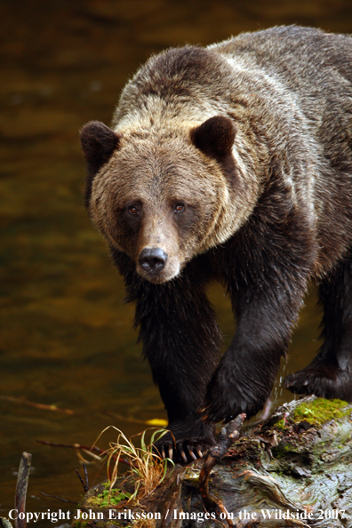 Grizzly/Brown Bear in habitat