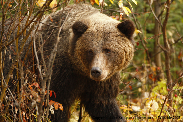Grizzly bear in habitat