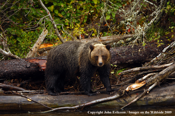 Brown/Grizzly Bear in habitat