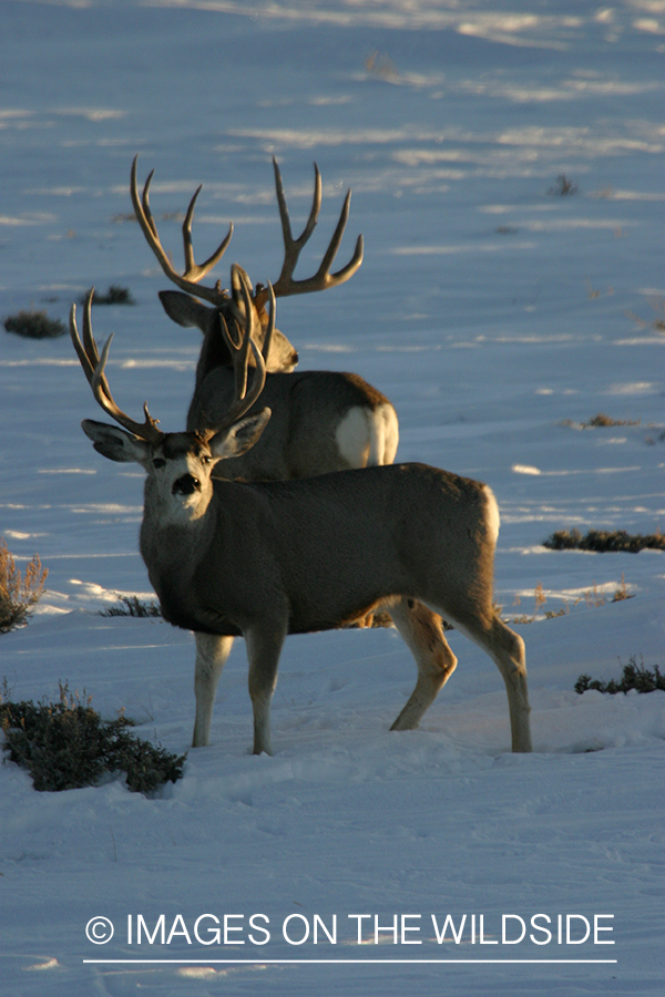Mule deer in habitat