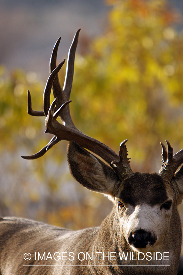 Mule deer 