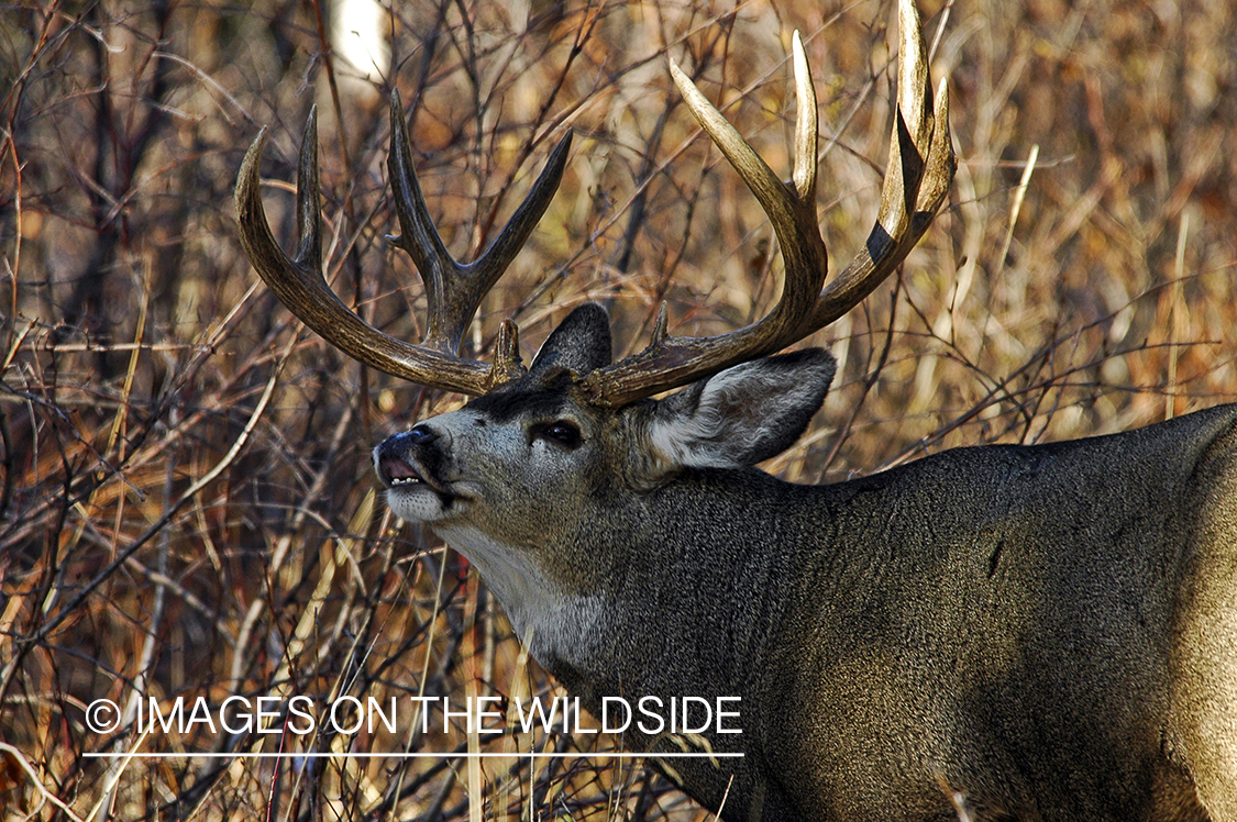 Mule deer 