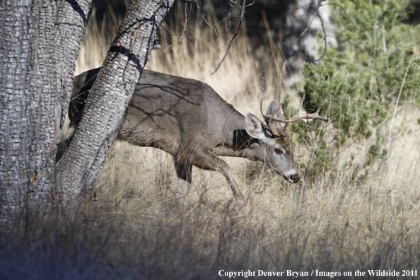 Coues white-tailed buck in field in Arizona. 