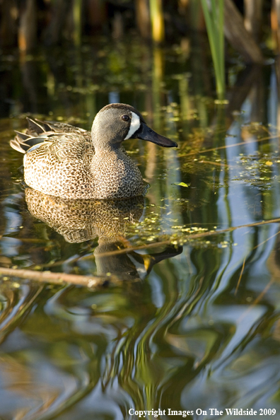 Blue-winged Teal on water