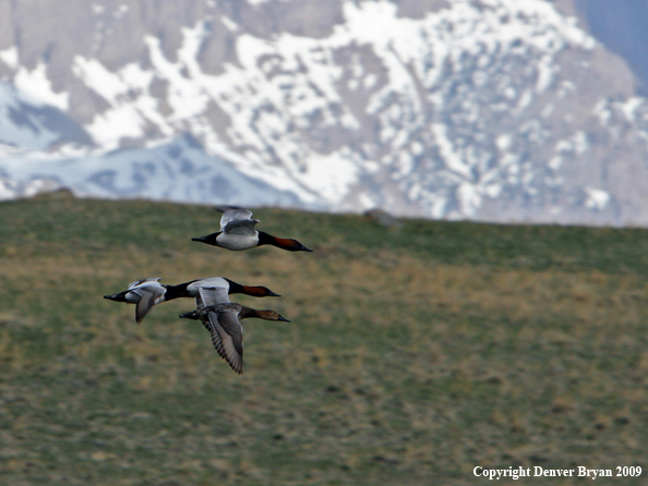 Canvasback Ducks in flight