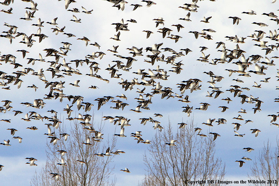 Large flock of Mallards in habitat.

