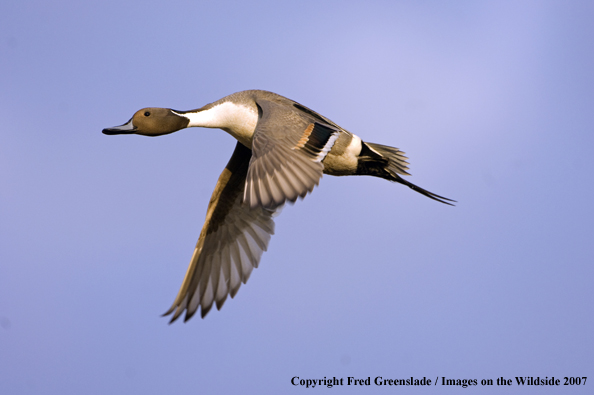 Pintail duck in habitat