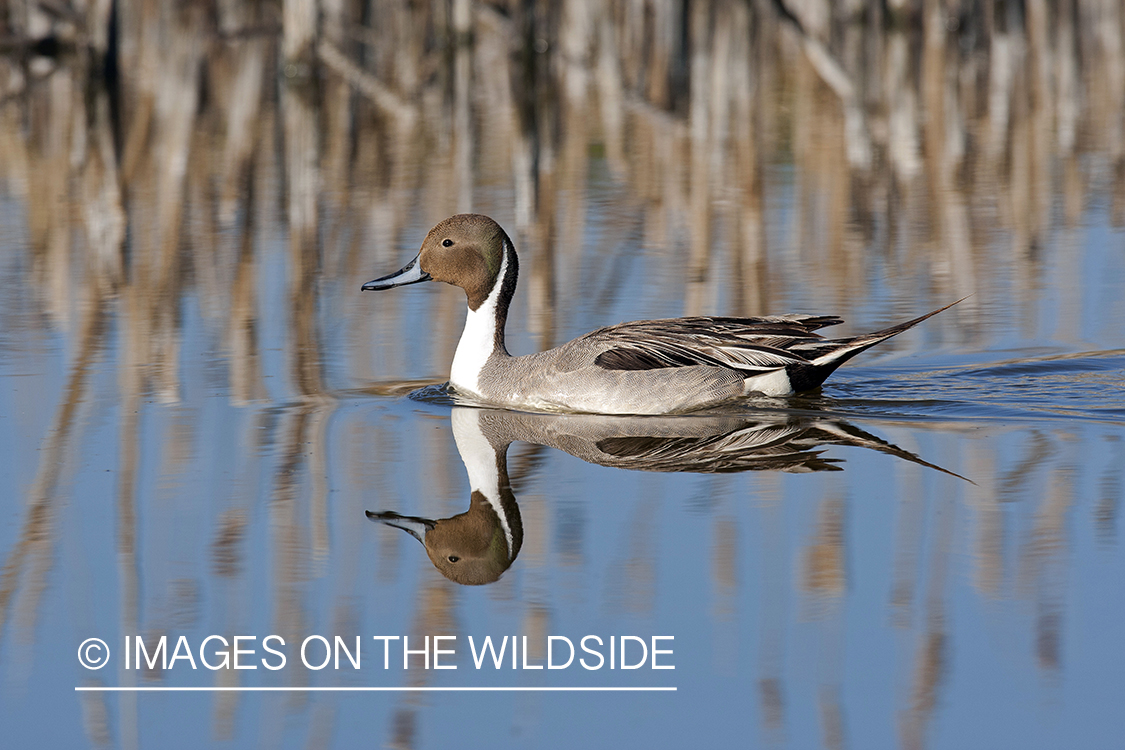 Pintail in habitat.