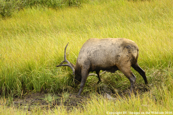 Rocky Mountain Bull Elk in a grassy meadow wallow. 