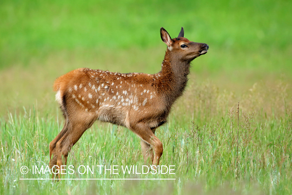 Rocky Mountain Elk calf in mountain meadow.