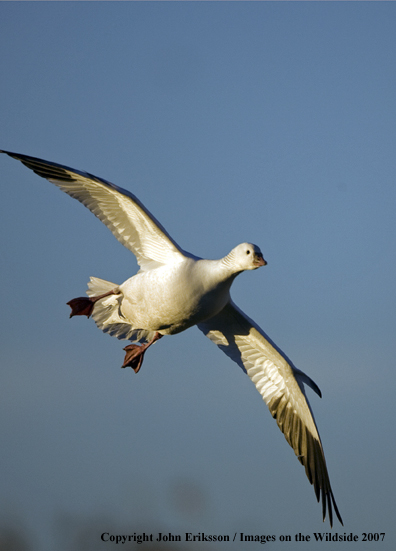 Snow geese in habitat