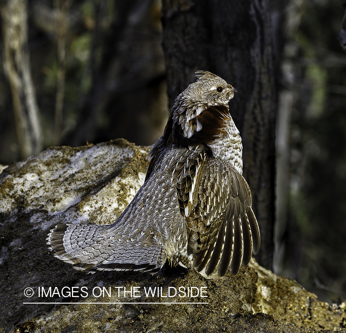 Ruffed Grouse