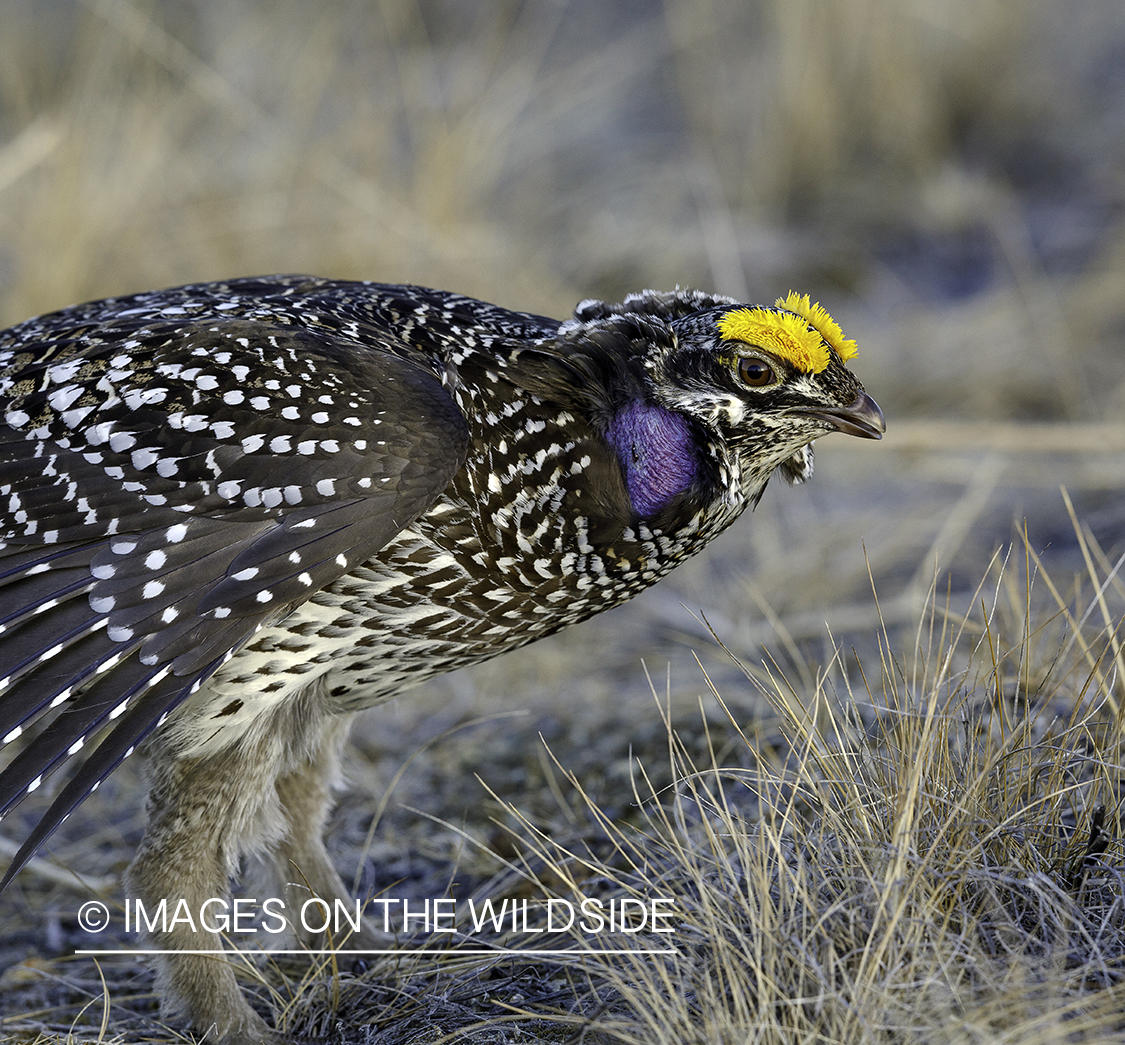 Sharp-tailed Grouse