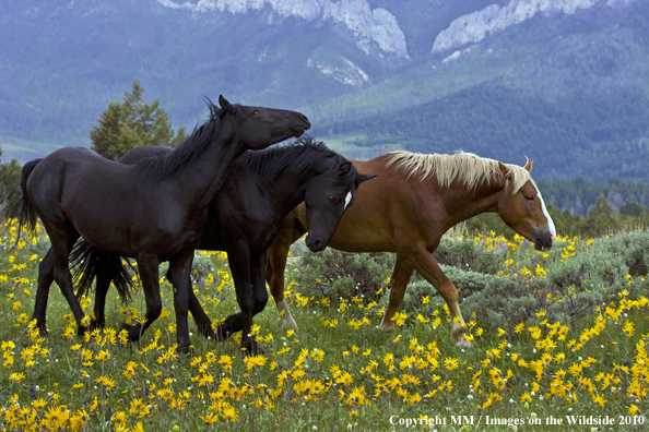 Photo taken by Mark Miller