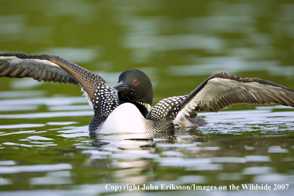 Loon displaying