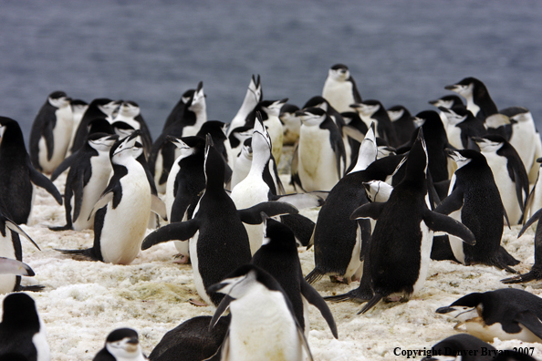 Chinstrap penguin in habitat