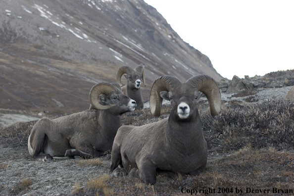 Herd of Rocky Mountain bighorn sheep (rams).