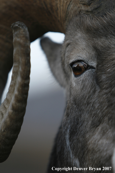 Close-up of a Rocky Mountain Bighorn sheep