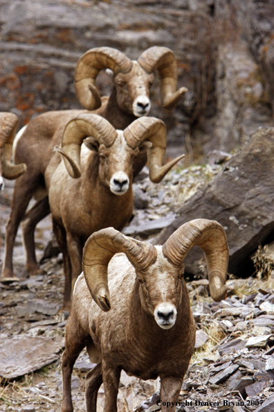 Rocky Mountain Big Horn Sheep