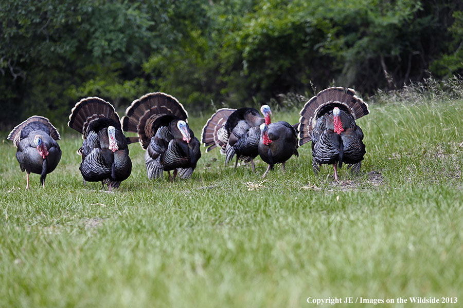 Rio Grande Turkeys in habitat. 