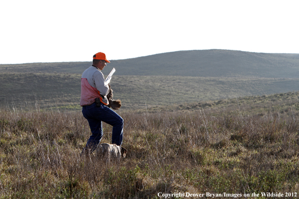 Upland game hunter with German shorthair and Erkel. 
