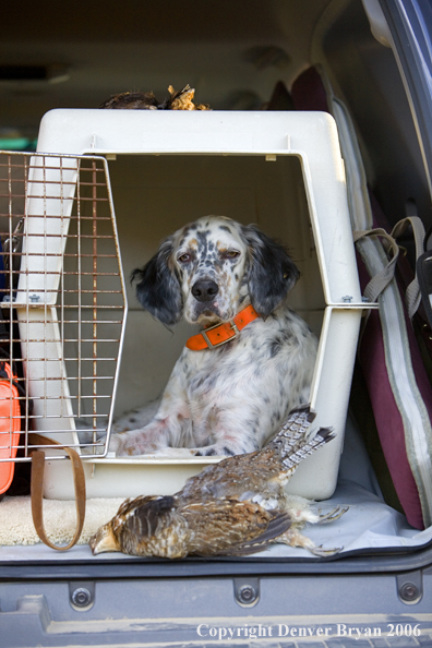  English Setter with bagged grouse and woodcock