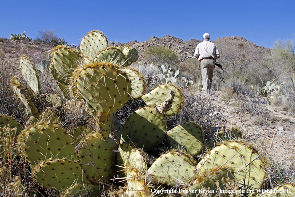 Upland game bird hunter hunting desert quail in Arizona.