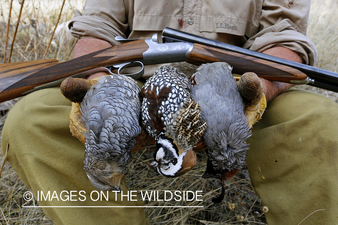 Hunter holding three species of desert quail (Gambel's, Scaled, and Mearns).
