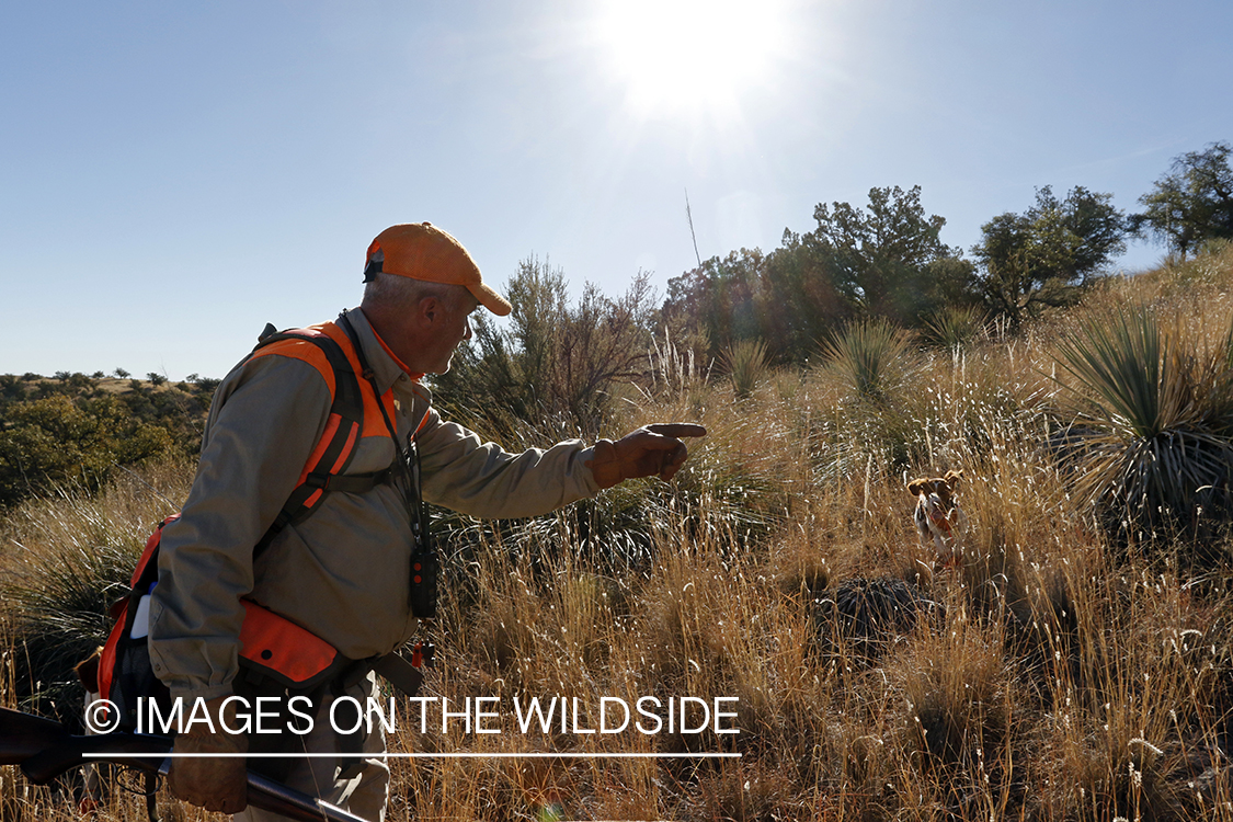 Mearns quail hunting with Brittany Spaniel.