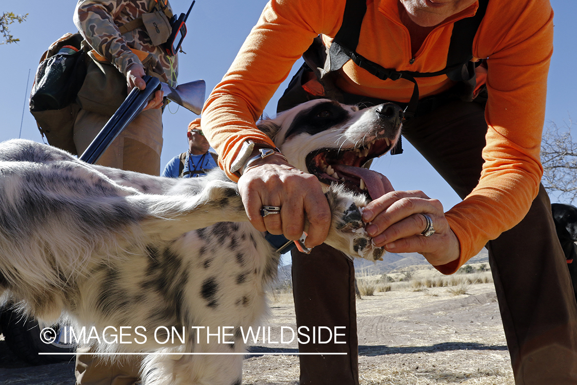 Female hunter pulling burs dogs feet.
