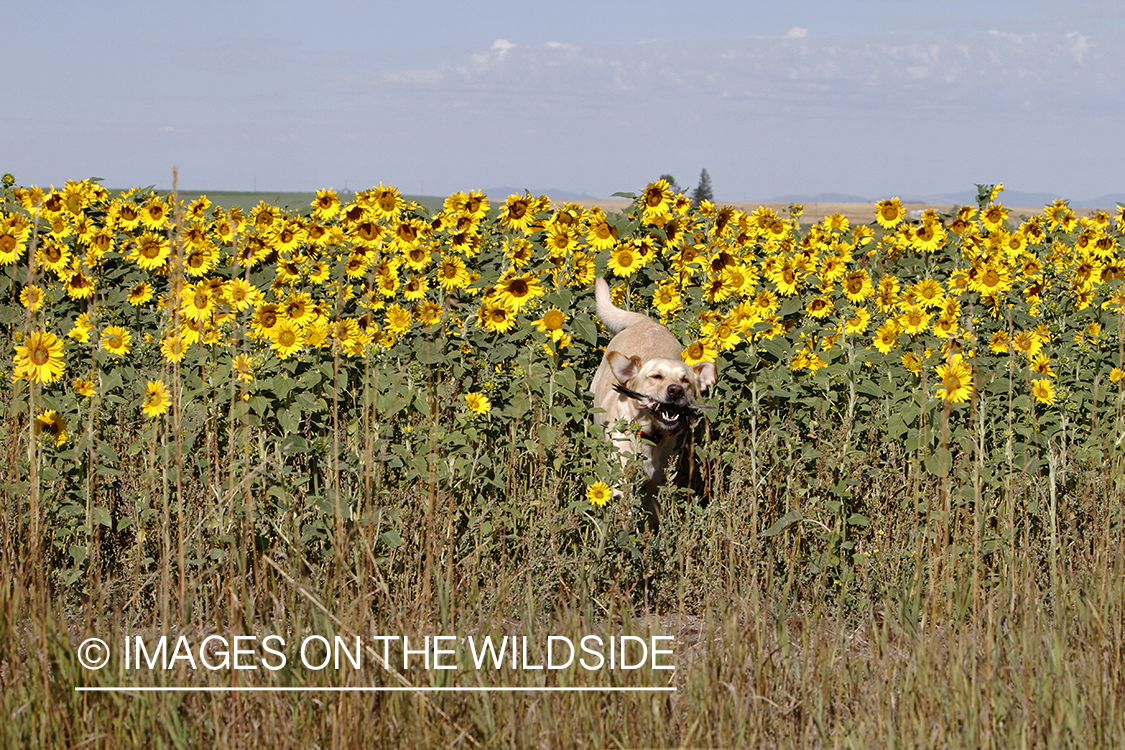 Yellow lab retrieving downed dove.