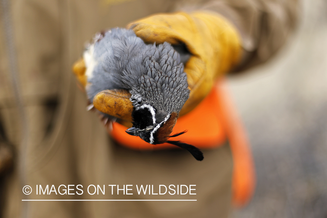 Quail hunter with bagged Gambel's Quail.