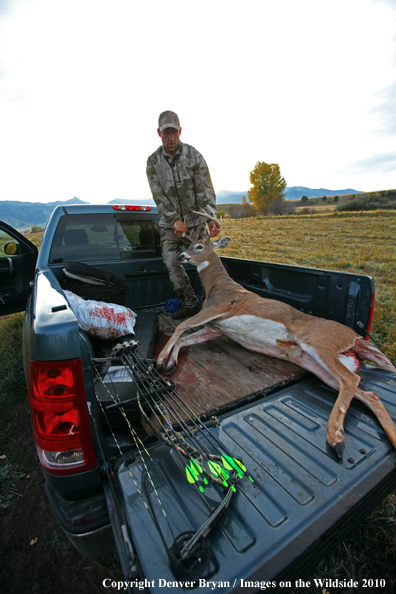 Bowhunter pulling downed white-tailed buck into bed of pickup