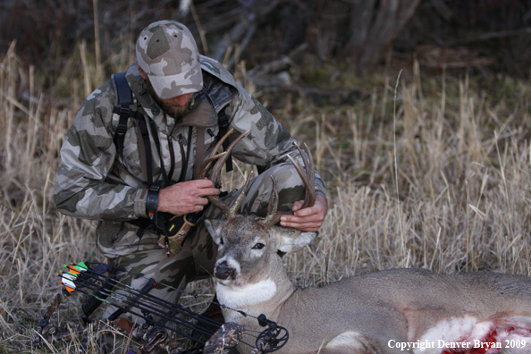 Bowhunter with bagged whitetail buck.