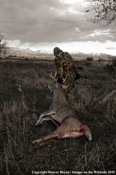 Bowhunter dragging bagged whitetail deer. (Original image # 11049-017.31D)