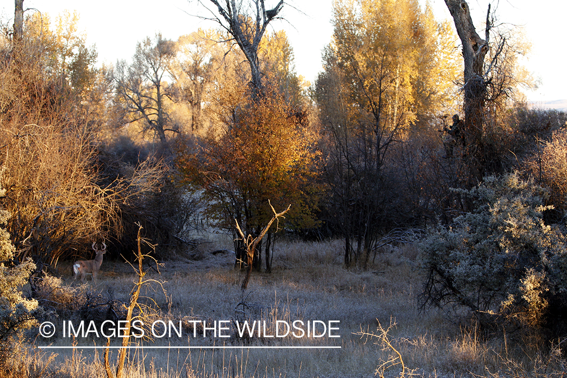 Bowhunter taking aim at White-tailed buck in field.