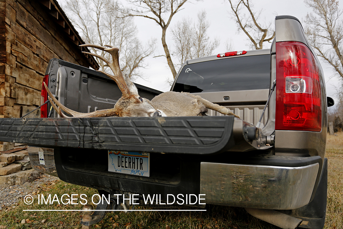 Bagged buck in back of truck.