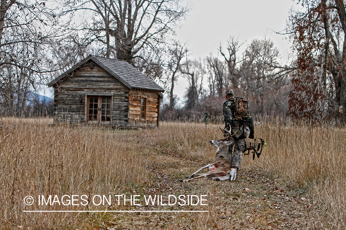 Bowhunter dragging bagged white-tailed buck.