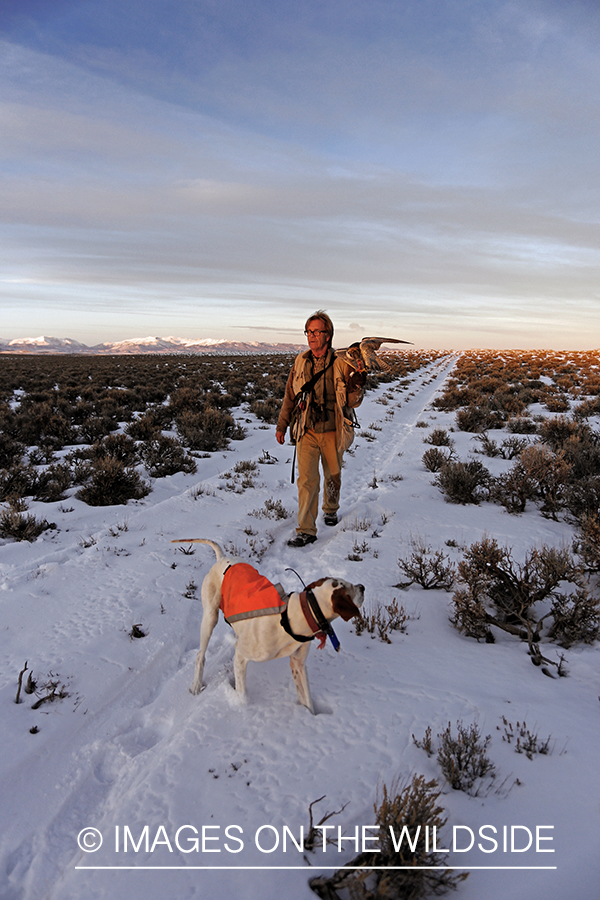 Falconer in field with gyr falcon and english pointer.