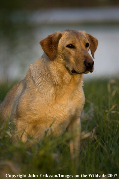 Yellow Labrador Retriever