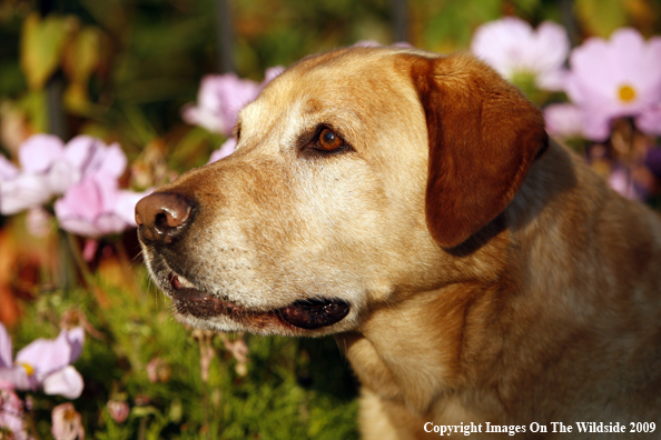 Yellow Labrador Retriever